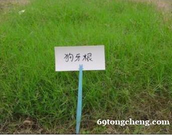 广西狗牙根草坪草种草籽 广西狗牙根草坪草种草籽