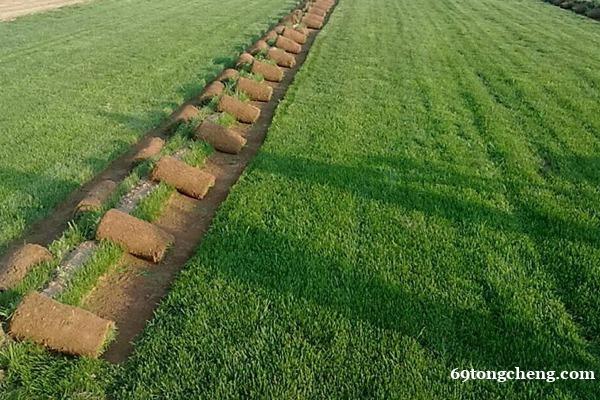 广西狗牙根草坪草种草籽 广西狗牙根草坪草种草籽