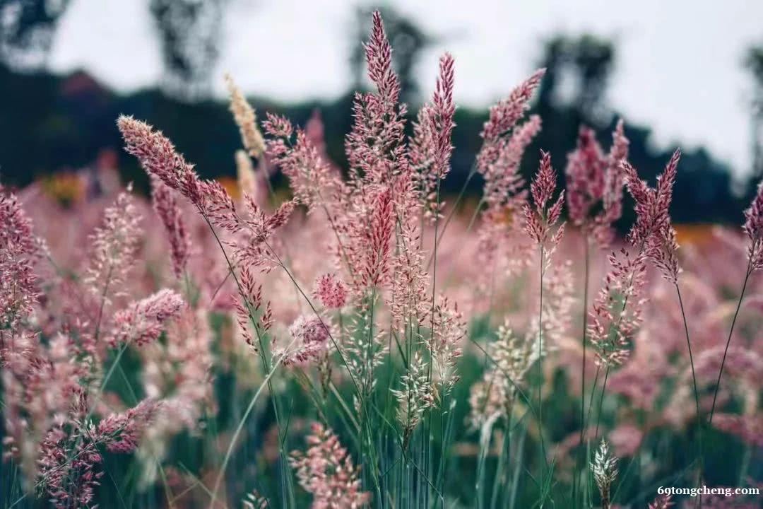 广西糖蜜草草种草籽 广西糖蜜草草种草籽