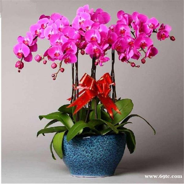 东莞植物租赁养护 工厂植物摆放 商场绿植租赁 东莞植物租赁养护 工厂植物摆放 商场绿植租赁