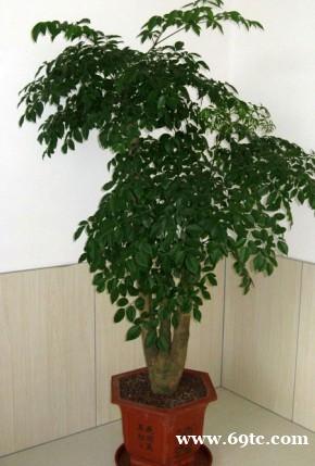 东莞花卉租赁公司 富贵树 招财树 幸福树 东莞松山湖绿化养护 东莞花卉租赁公司 富贵树 招财树 幸福树 东莞松山湖绿化养护