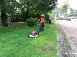 承包东莞草坪修剪 东莞绿化养护 东莞松山湖绿化护理