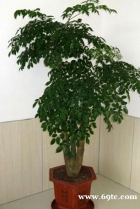 东莞花卉租赁公司 富贵树 招财树 幸福树 东莞松山湖绿化养护