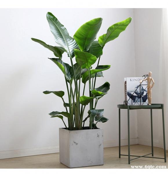 东莞绿植养护公司 天堂鸟 美人蕉 东莞松山湖盆栽租赁 东莞绿植养护公司 天堂鸟 美人蕉 东莞松山湖盆栽租赁