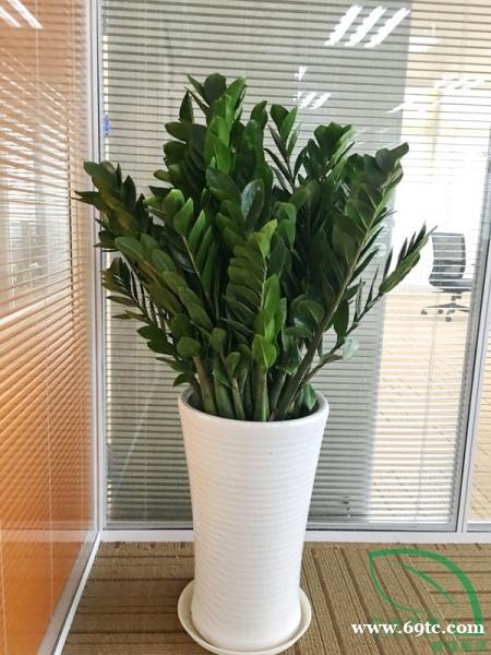 东莞植物租赁公司 金钱树 万年青 东莞南城绿植租摆 绿萝 东莞植物租赁公司 金钱树 万年青 东莞南城绿植租摆 绿萝