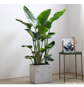 东莞绿植养护公司 天堂鸟 美人蕉 东莞松山湖盆栽租赁