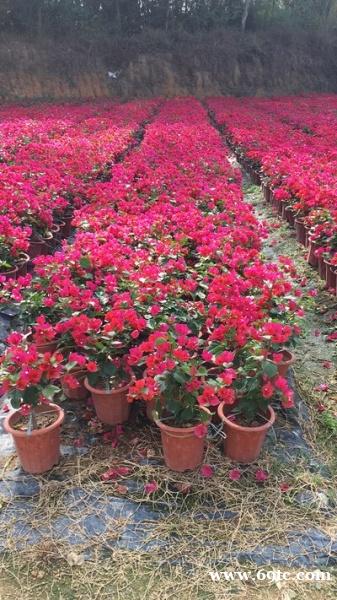 东莞花卉护理公司 三角梅 勒杜鹃 龙船花 樱花 东莞东城租花 东莞花卉护理公司 三角梅 勒杜鹃 龙船花 樱花 东莞东城租花