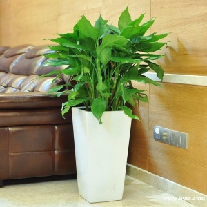 东莞植物养护公司 万年青 美人铁 东莞松山湖盆景租摆 黑美人