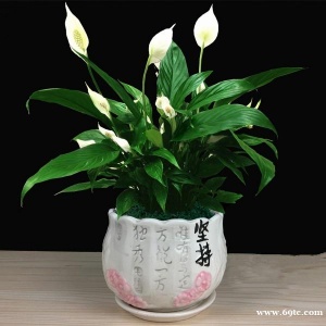 东莞绿植租赁公司 一帆风顺花 白掌 红掌 东莞松山湖租花 米仔兰