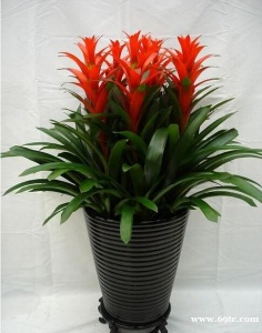 东莞盆栽公司租摆 鸿运当头 凤梨花 金钱兜 东莞松山湖租花