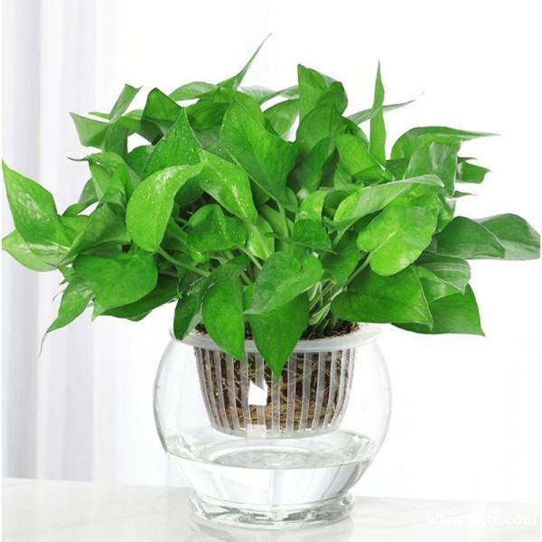 东莞绿植养护公司 东莞绿萝 吊兰 青苹果 东莞绿植出租 东莞绿植养护公司 东莞绿萝 吊兰 青苹果 东莞绿植出租