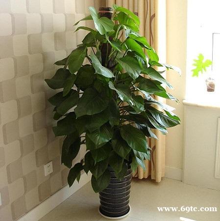 东莞绿植养护公司 东莞绿萝 吊兰 青苹果 东莞绿植出租 东莞绿植养护公司 东莞绿萝 吊兰 青苹果 东莞绿植出租