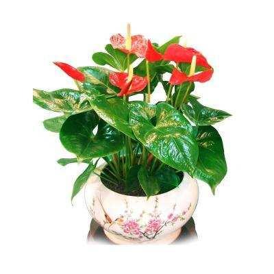 东莞绿植护理工厂 东莞红掌 粉掌 富贵竹 东莞南城租花 椰子 东莞绿植护理工厂 东莞红掌 粉掌 富贵竹 东莞南城租花 椰子