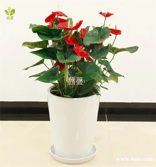 东莞绿植护理工厂 东莞红掌 粉掌 富贵竹 东莞南城租花 椰子 东莞绿植护理工厂 东莞红掌 粉掌 富贵竹 东莞南城租花 椰子