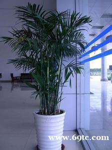 东莞工厂植物租摆 东莞夏威夷竹 散尾葵 棕竹 凤尾竹 富贵竹 东莞工厂植物租摆 东莞夏威夷竹 散尾葵 棕竹 凤尾竹 富贵竹