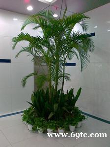 东莞工厂植物租摆 东莞夏威夷竹 散尾葵 棕竹 凤尾竹 富贵竹