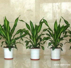 东莞办公室绿植租赁 铁树 东莞龙铁 龙血树 龙须树