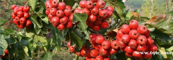 高科技赋能冰糖葫芦市场,,小唐蜜柜应运而生` 高科技赋能冰糖葫芦市场,,小唐蜜柜应运而生`