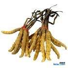 回收冬虫夏草13439830111收购三江源虫草