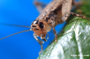 养殖蟋蟀：一个独特的生态经济