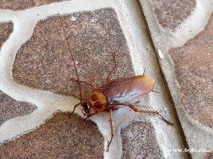 养殖蟑螂：一个意想不到的生物科技奇迹