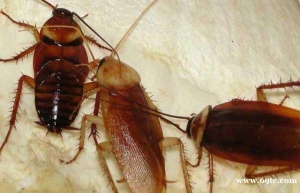 蟑螂养殖：生存游戏的新宠！