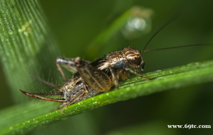 “蟋蟀养殖：未来的小农经济新星”