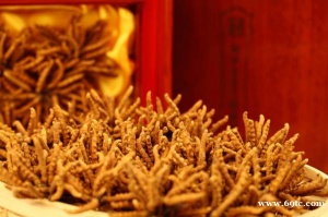 回收西藏青海冬虫夏草13381455448收购礼品虫草