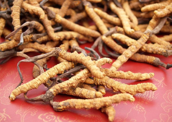 北京上门回收冬虫夏草礼品13439830111收购鱼胶海参燕窝