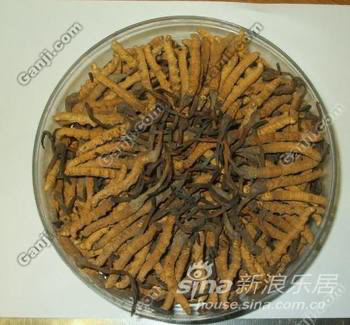 回收冬虫夏草13439830111收购同仁堂冬虫夏草礼品