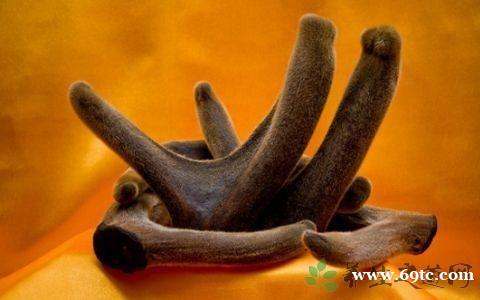 高价回收燕窝鹿茸1361 1 1 59228收购冬虫夏草 高价回收燕窝鹿茸1361 1 1 59228收购冬虫夏草