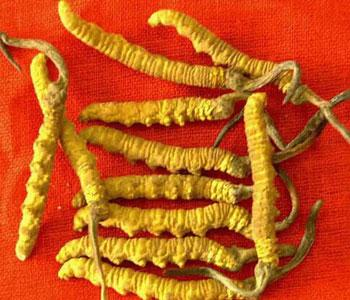 回收鹿茸燕窝13651133234专业回收冬虫夏草