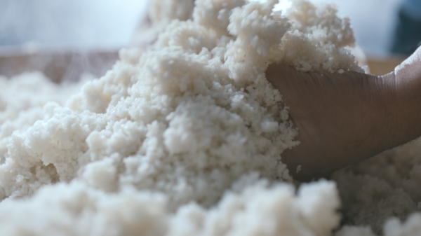 广东农科院水稻研究所参观远航酒业，领略高端米香