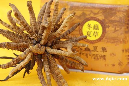 石家庄回收冬虫夏草13611159228收购发霉虫草 石家庄回收冬虫夏草13611159228收购发霉虫草