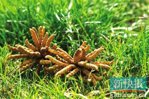 上海回收冬虫夏草13651133234阿胶回收发霉虫草