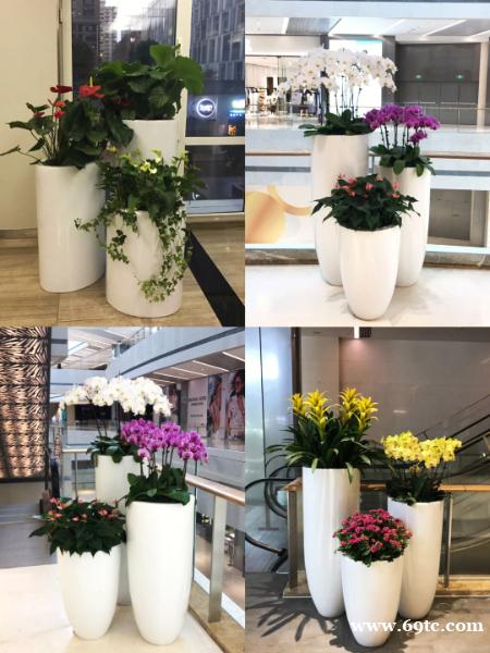 中山市办公室绿植租赁 中山市办公室绿植租赁