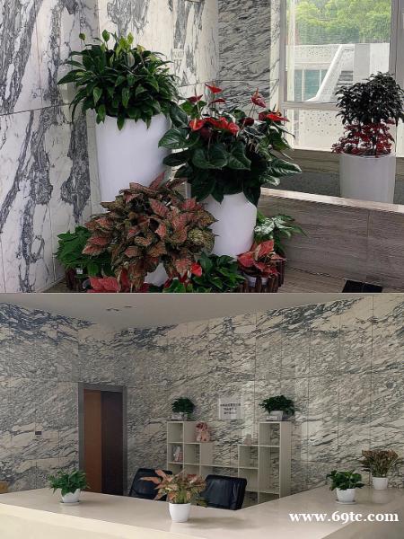 中山市办公室绿植租赁 中山市办公室绿植租赁