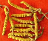 上门回收冬虫夏草 回收片仔癀 收购东阿阿胶