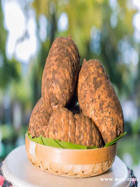 昭通真天麻主治 昭通真天麻主治