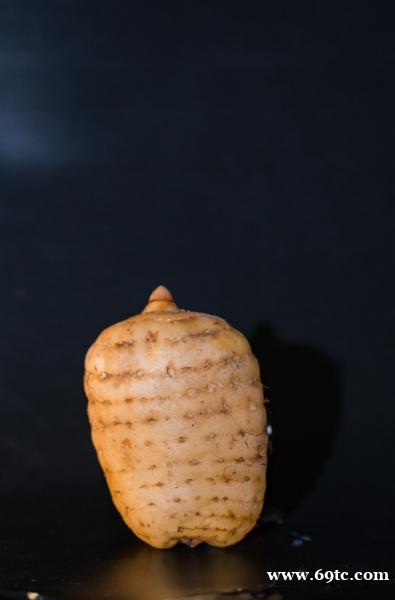 彝良小草坝天麻图片 彝良小草坝天麻图片