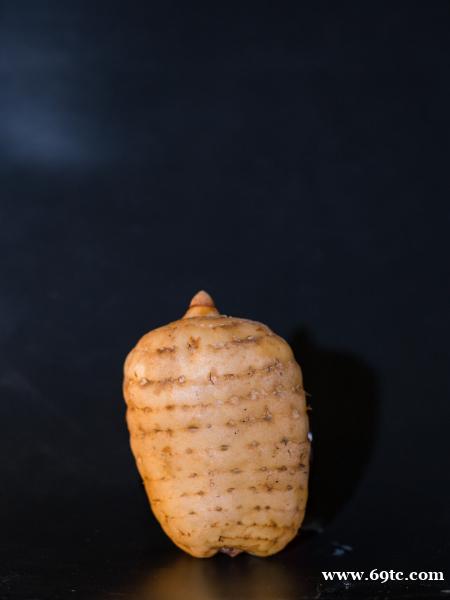 昭通天麻属性 昭通天麻属性