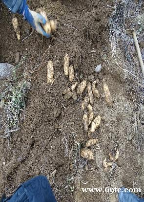 昭通天麻区分 昭通天麻区分