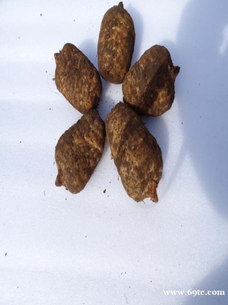 昭通天麻种植技术 昭通天麻种植技术