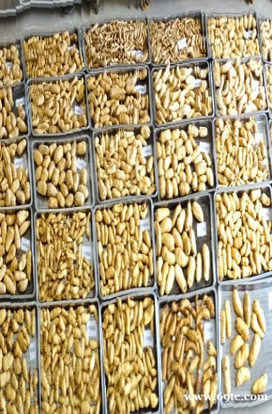 昭通天麻昏沉 昭通天麻昏沉