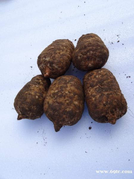 昭通天麻真正的种植技术 昭通天麻真正的种植技术