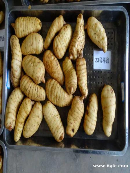 昭通鲜天麻种植基地 昭通鲜天麻种植基地