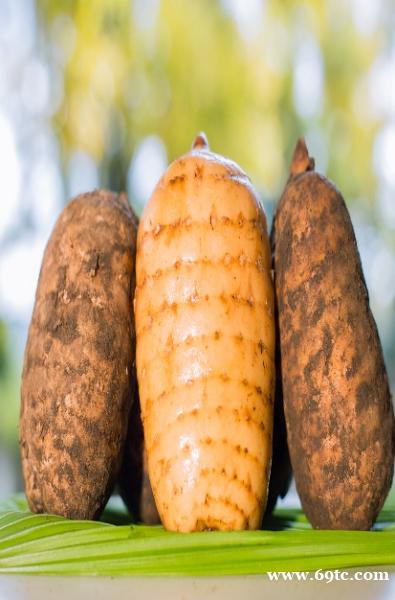 昭通鲜天麻主治 昭通鲜天麻主治