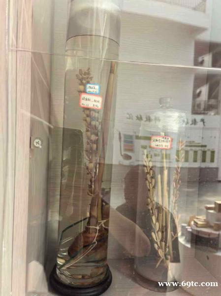 昭通小草坝天麻睡眠 昭通小草坝天麻睡眠