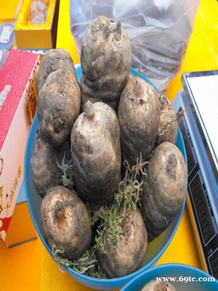 昭通活天麻主治 昭通活天麻主治