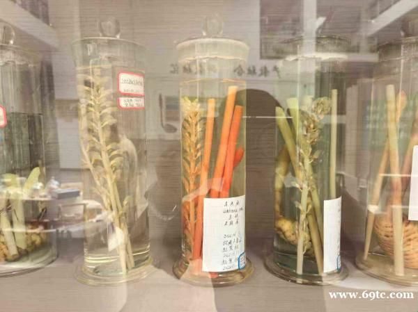 彝良小草坝天麻季节采收 彝良小草坝天麻季节采收